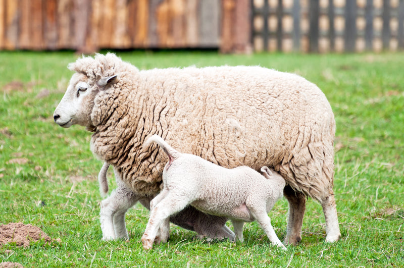 Sheep Gestation Calendar FlexTran Animal Care
