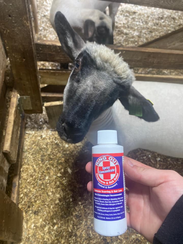 Why Every Showman Needs Ring Out in Their Show Box – FlexTran Animal Care