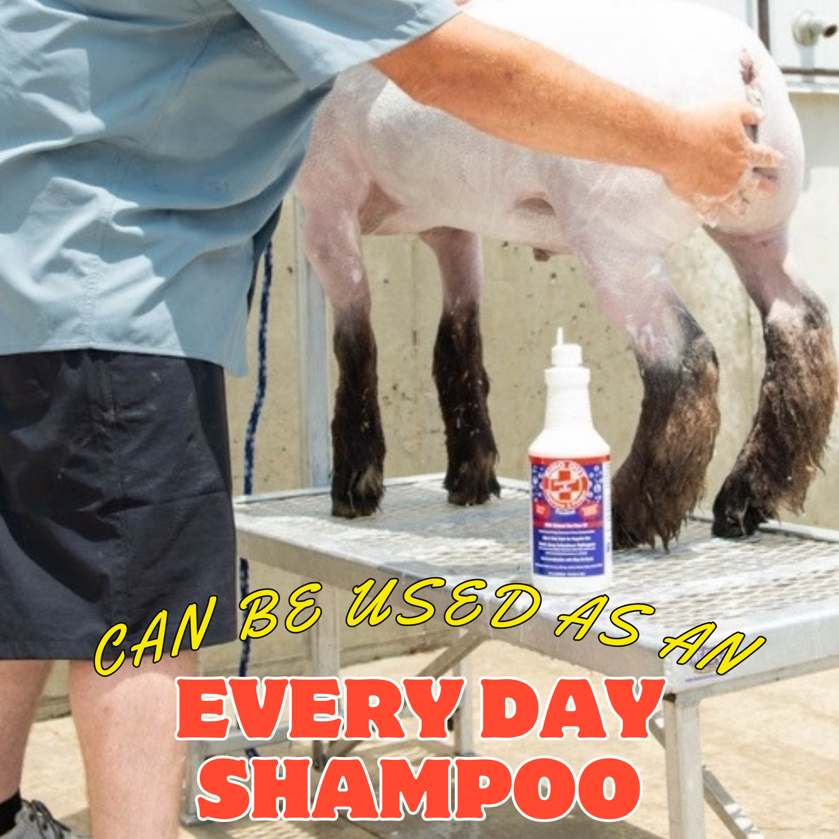 Ring Out Shampoo & Soap - Prevent Ringworm & Fungus