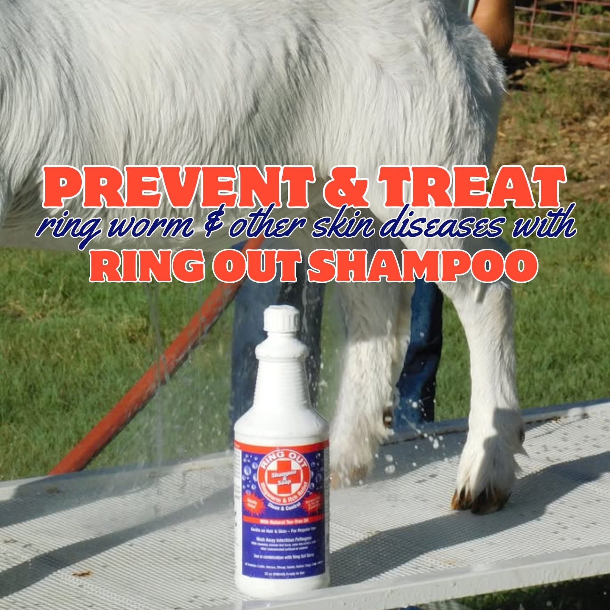The Barn Bundle - Includes: 2 bottles of Ring Out Concentrate, 1 bottle of Ring Out Shampoo & 1 bottle of ProH