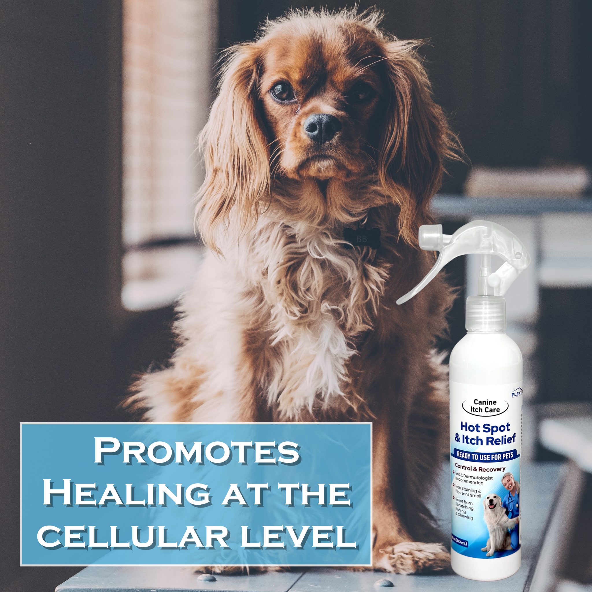 Canine Itch Care Hot Spot Spray & Itch Relief For Dogs and Cat (8oz RTU). Remedy for Dog Itching, Dry Skin, Rash, Ringworm, Dermatitis, Itchy Paw, Irritation on Skin, Skin Allergy, Wound Care