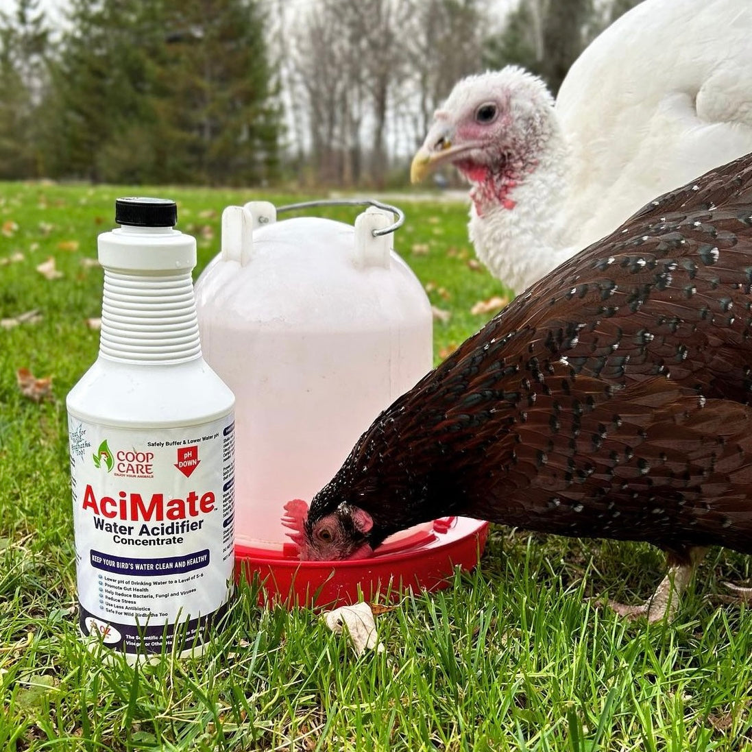 AciMate Water Acidifier Concentrate (4oz) – Water Quality is Essential to Poultry Health. Optimize Water pH, Eliminate BioFilm & Algae Growth in Your Waterers. 10x Stronger than Apple Cider Vinegar! Pleasant Taste. Free pH test strips included!