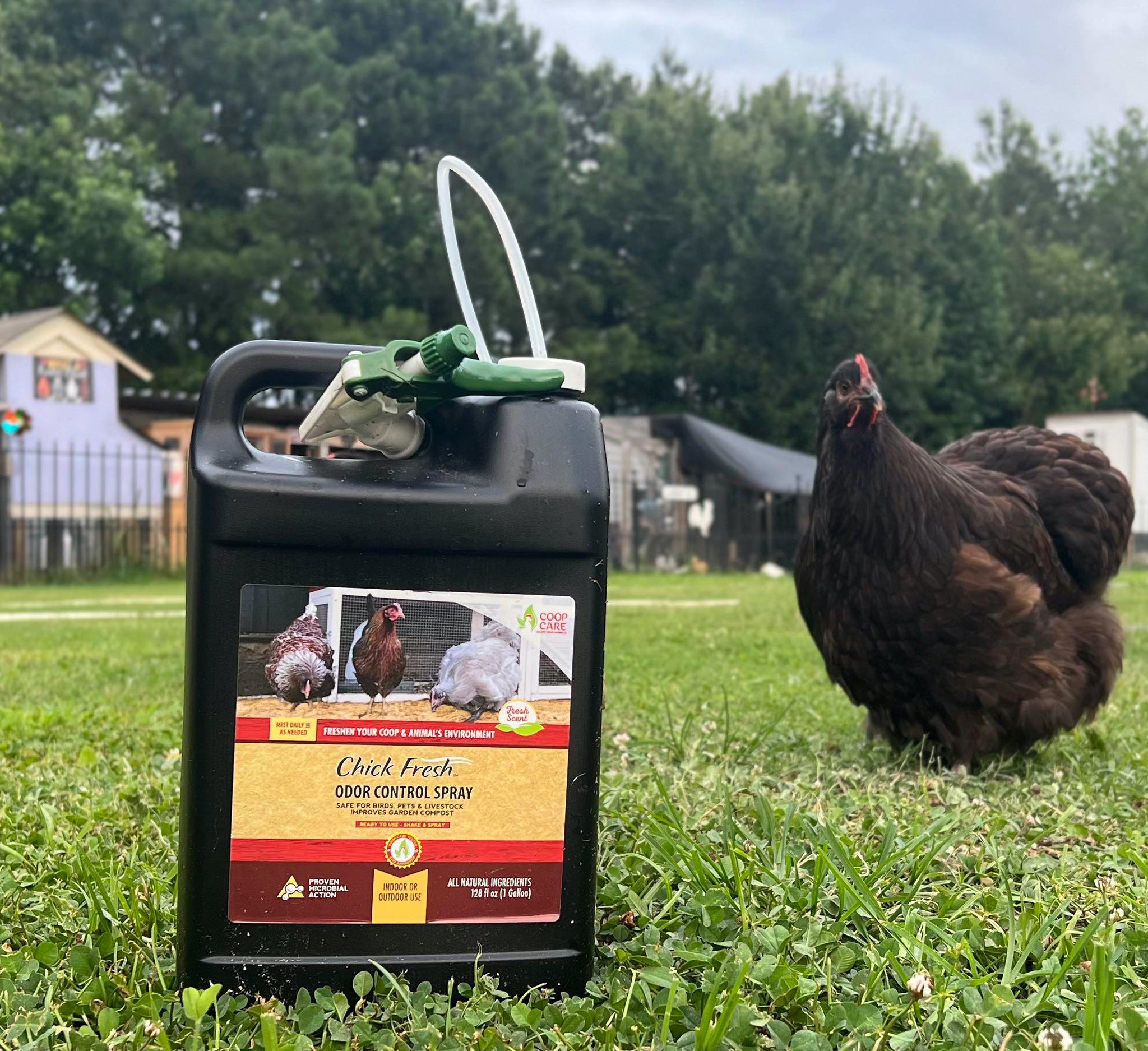 spray to keep chickens out of garden Chick Fresh