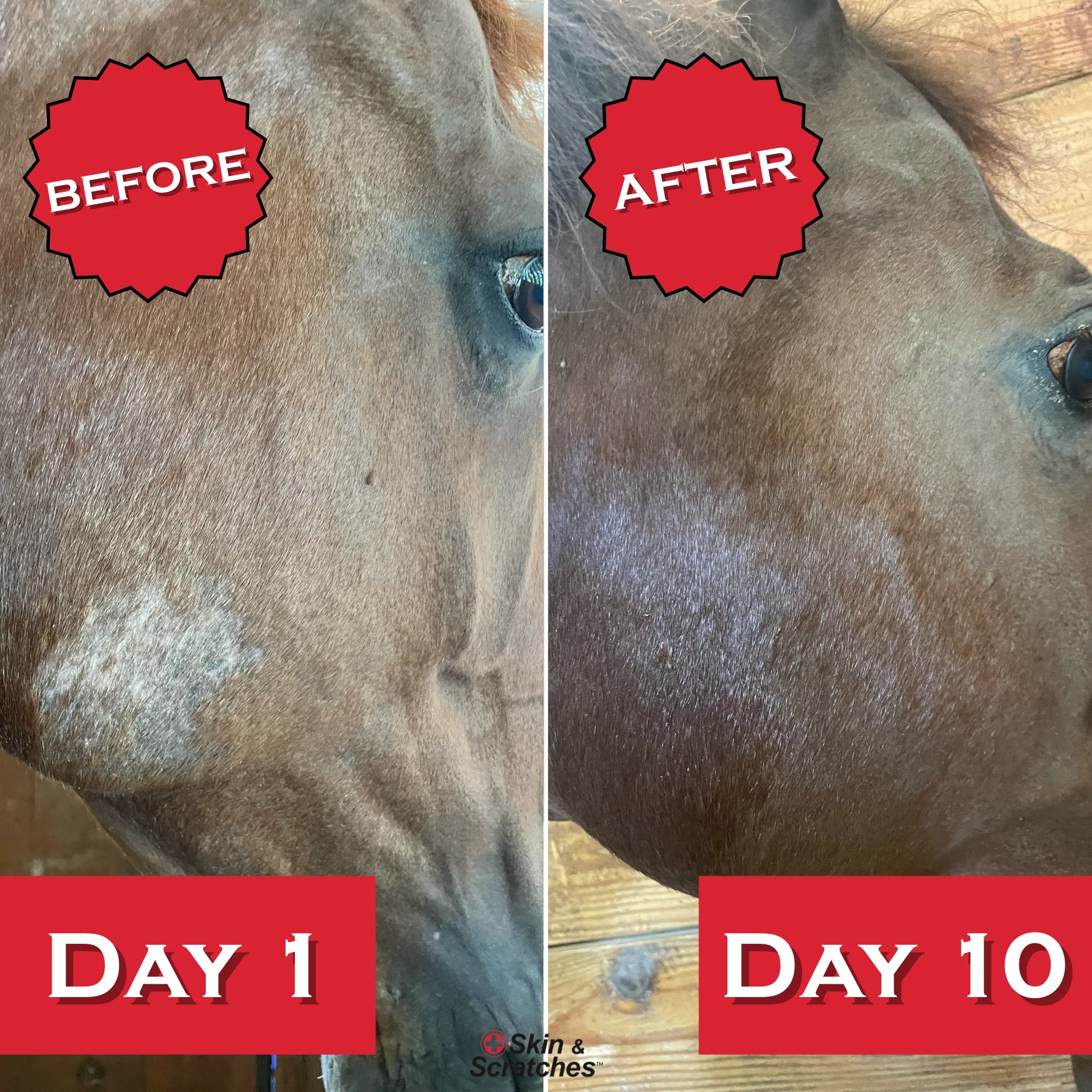 Show Out Skin & Scratches 24 oz Ready to Use Spray- Fast Relief and Prevention for Horse Care. Use on Equine Scratches/Mud Fever, Girth Itch, Mange, Thrush, Rain Rot, Ringworm, etc