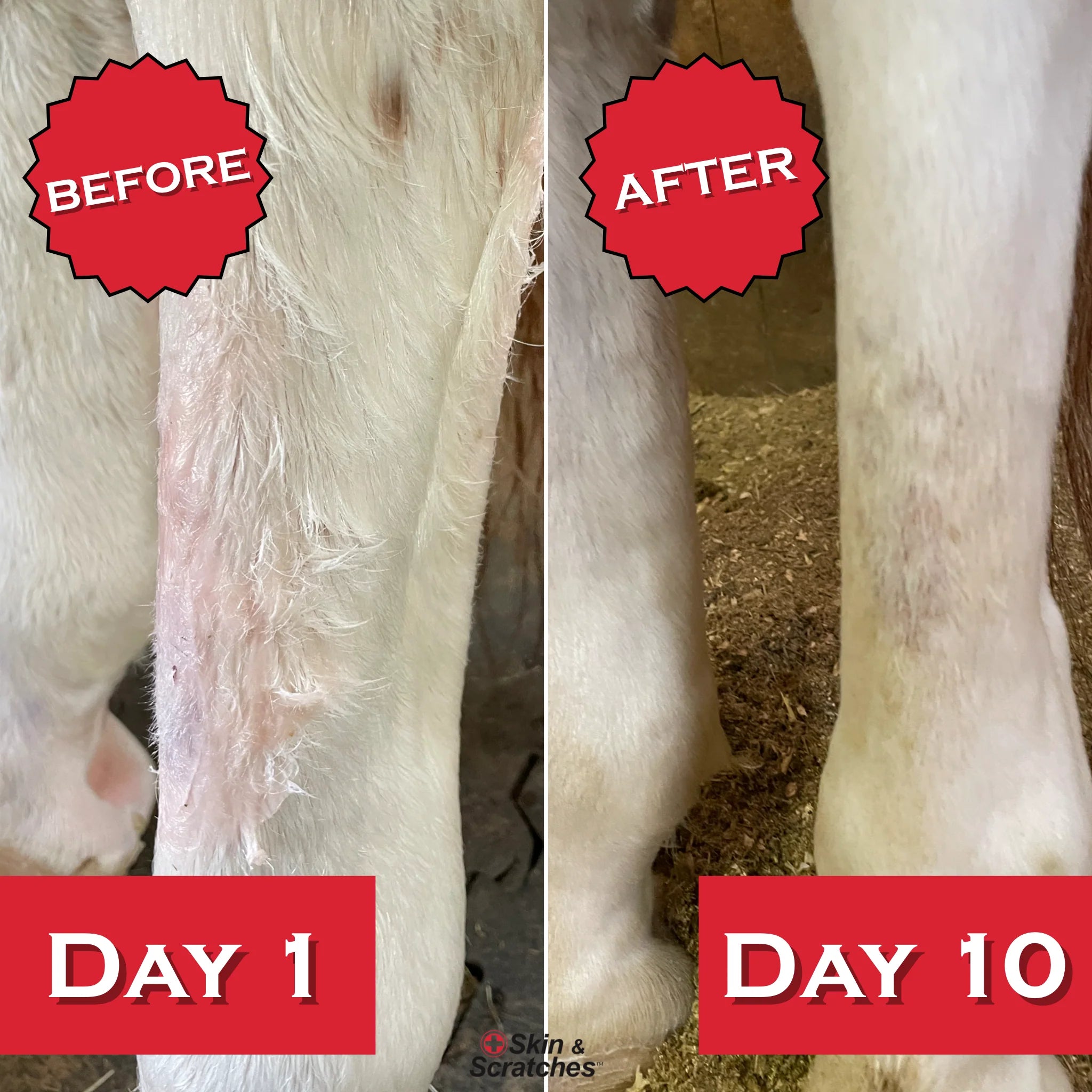 Show Out Skin & Scratches 24 oz Ready to Use Spray- Fast Relief and Prevention for Horse Care. Use on Equine Scratches/Mud Fever, Girth Itch, Mange, Thrush, Rain Rot, Ringworm, etc