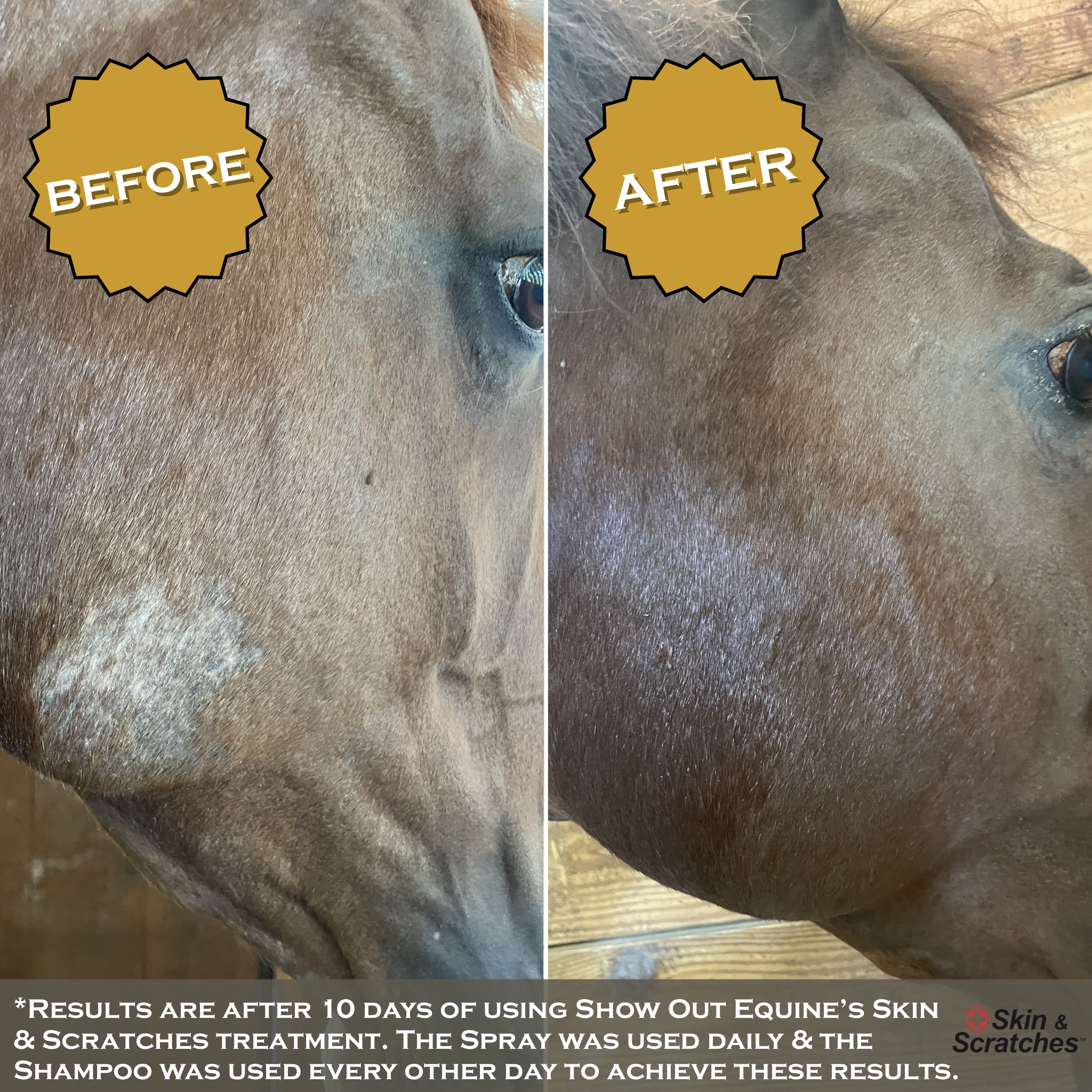 Show Out Skin & Scratches 4 oz Concentrate - Fast Relief and Prevention for Horse Care. Use on Equine Scratches/Mud Fever, Girth Itch, Mange, Thrush, Rain Rot, Ringworm & Other Skin Issues.