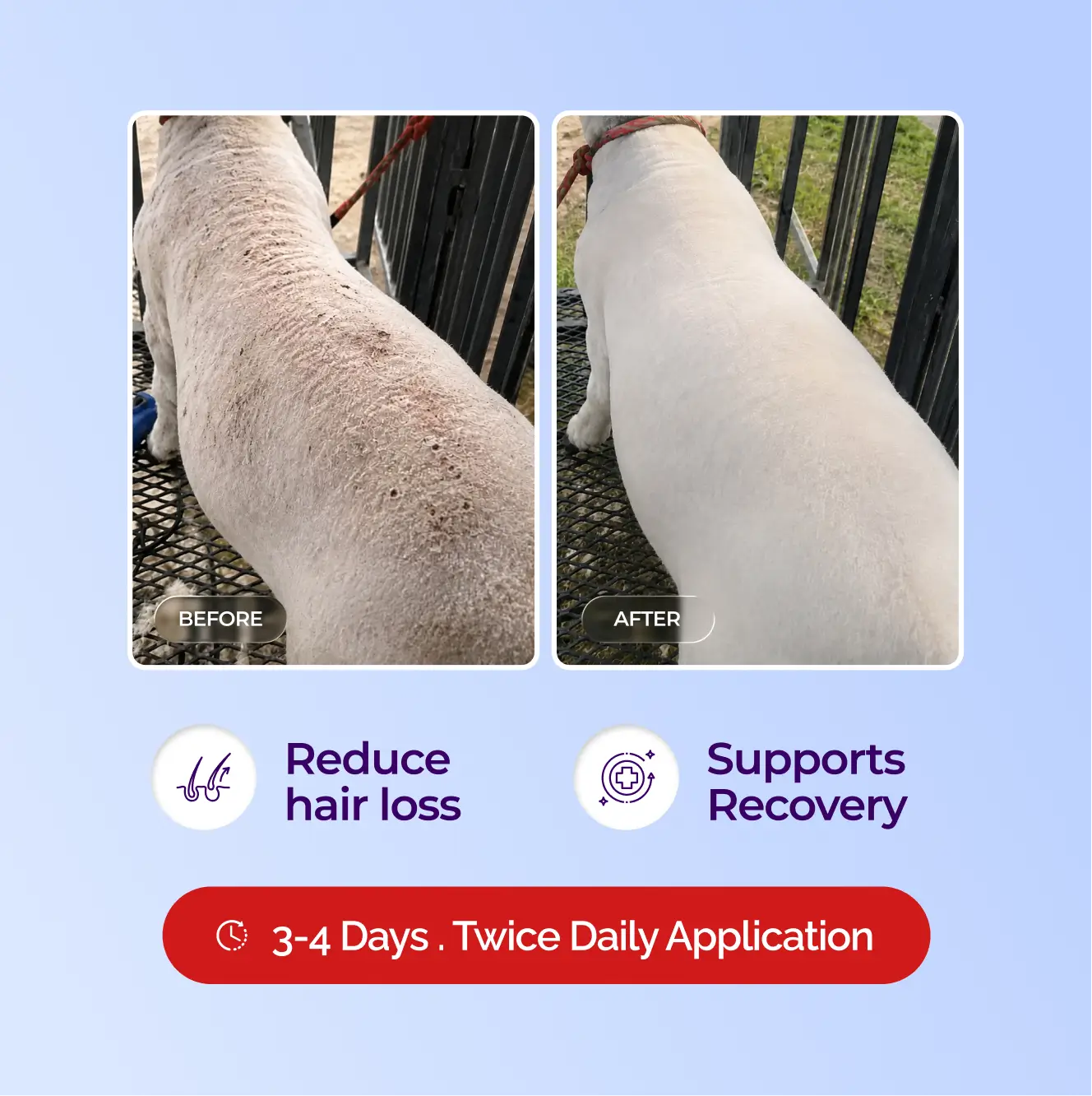 Ring Out Concentrate - Spray For Ringworm Control