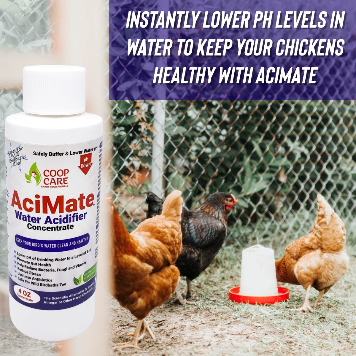 AciMate Water Acidifier Concentrate (4oz) – Water Quality is Essential to Poultry Health. Optimize Water pH, Eliminate BioFilm & Algae Growth in Your Waterers. 10x Stronger than Apple Cider Vinegar! Pleasant Taste. Free pH test strips included!