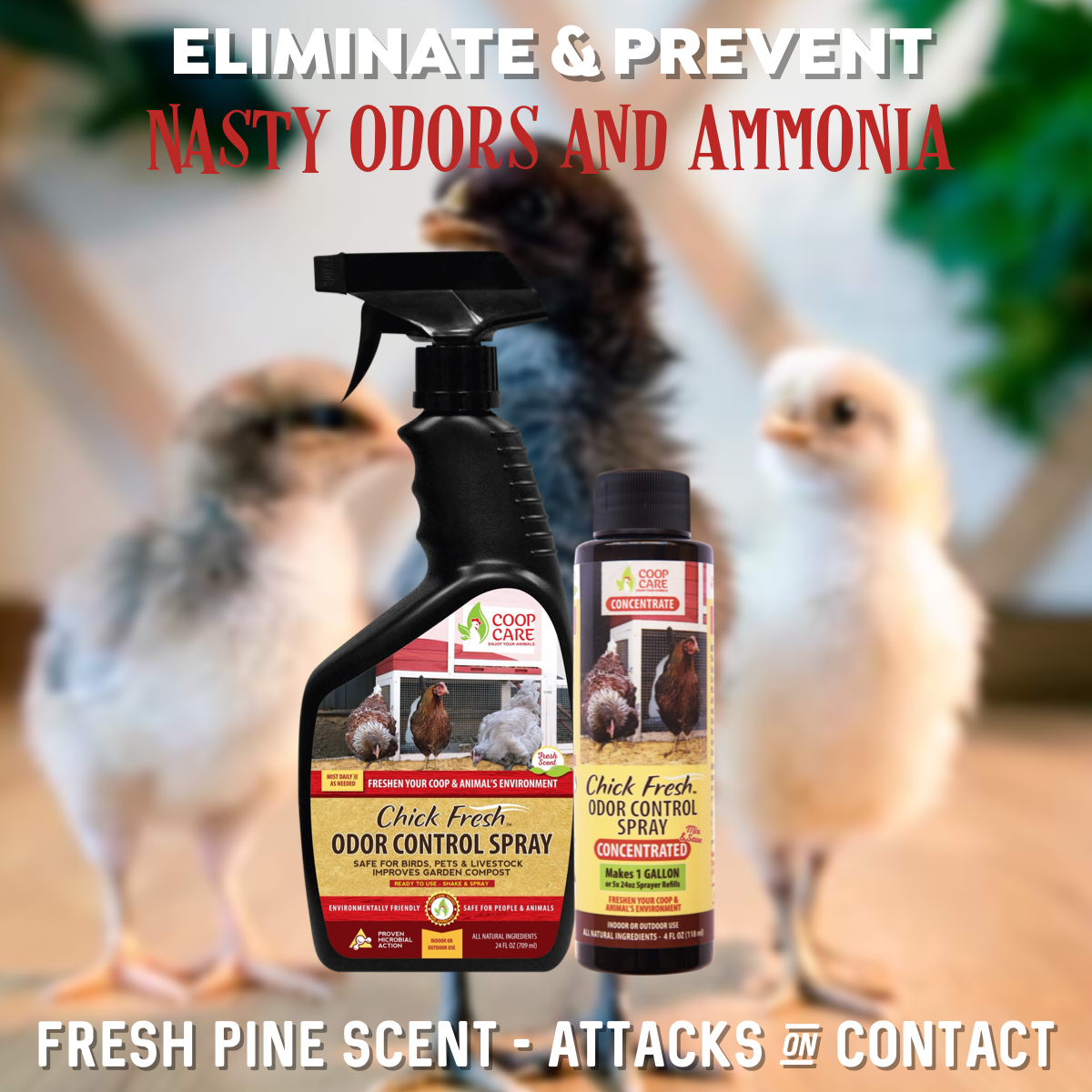 Chick Fresh Concentrate - Eliminate Odors in Brooder, Coop, Litter Box, etc. FREE 24 oz. Sprayer